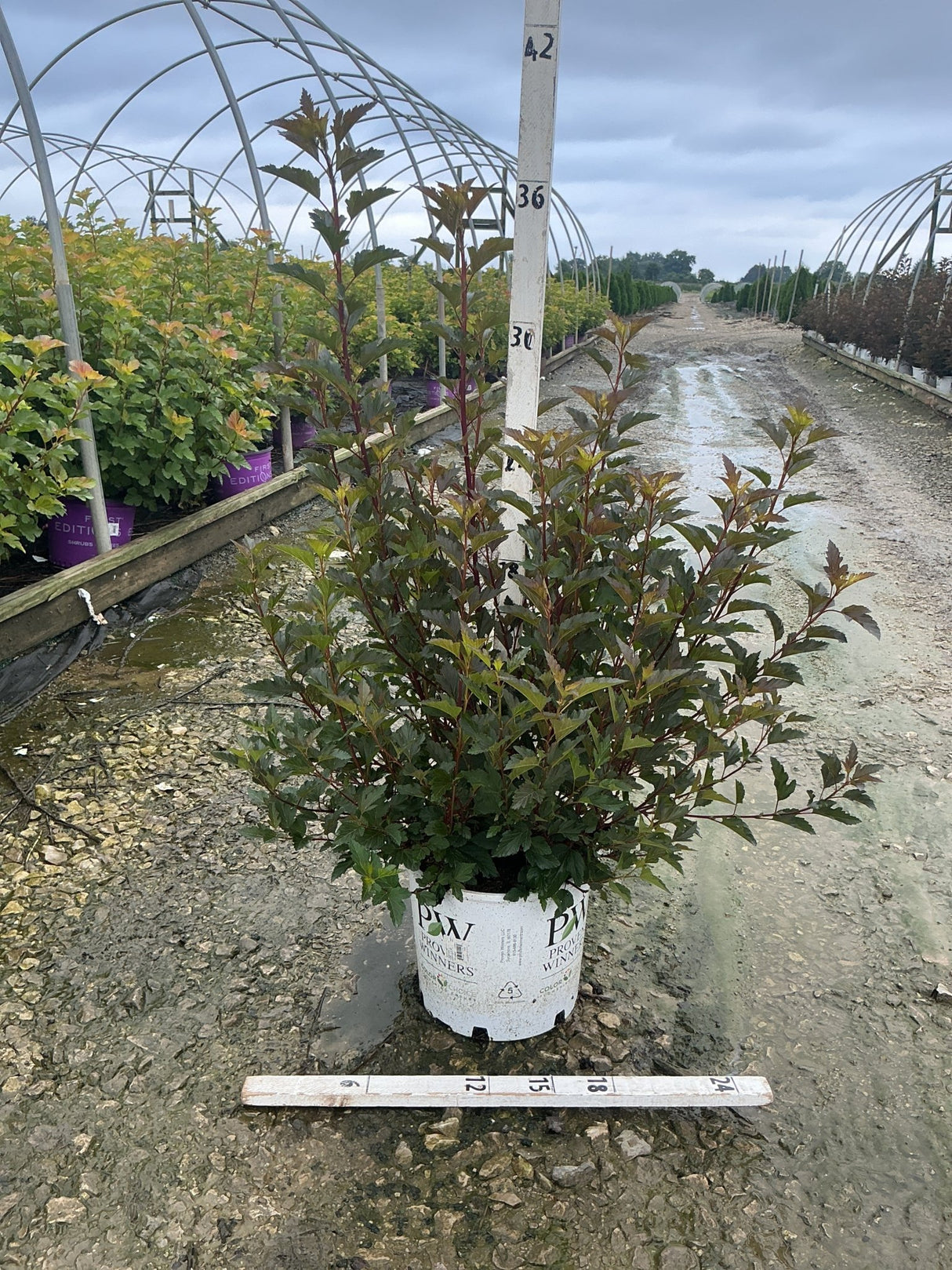 Summer Wine Ninebark shrub in a #3 Proven Winners container showing deep burgundy foliage at a nursery.