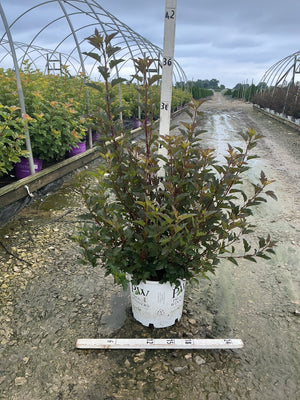 Summer Wine Ninebark shrub in a #3 Proven Winners container showing deep burgundy foliage at a nursery.