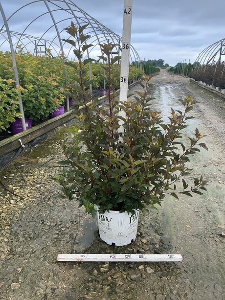 Summer Wine Ninebark shrub in a #3 Proven Winners container showing deep burgundy foliage at a nursery.