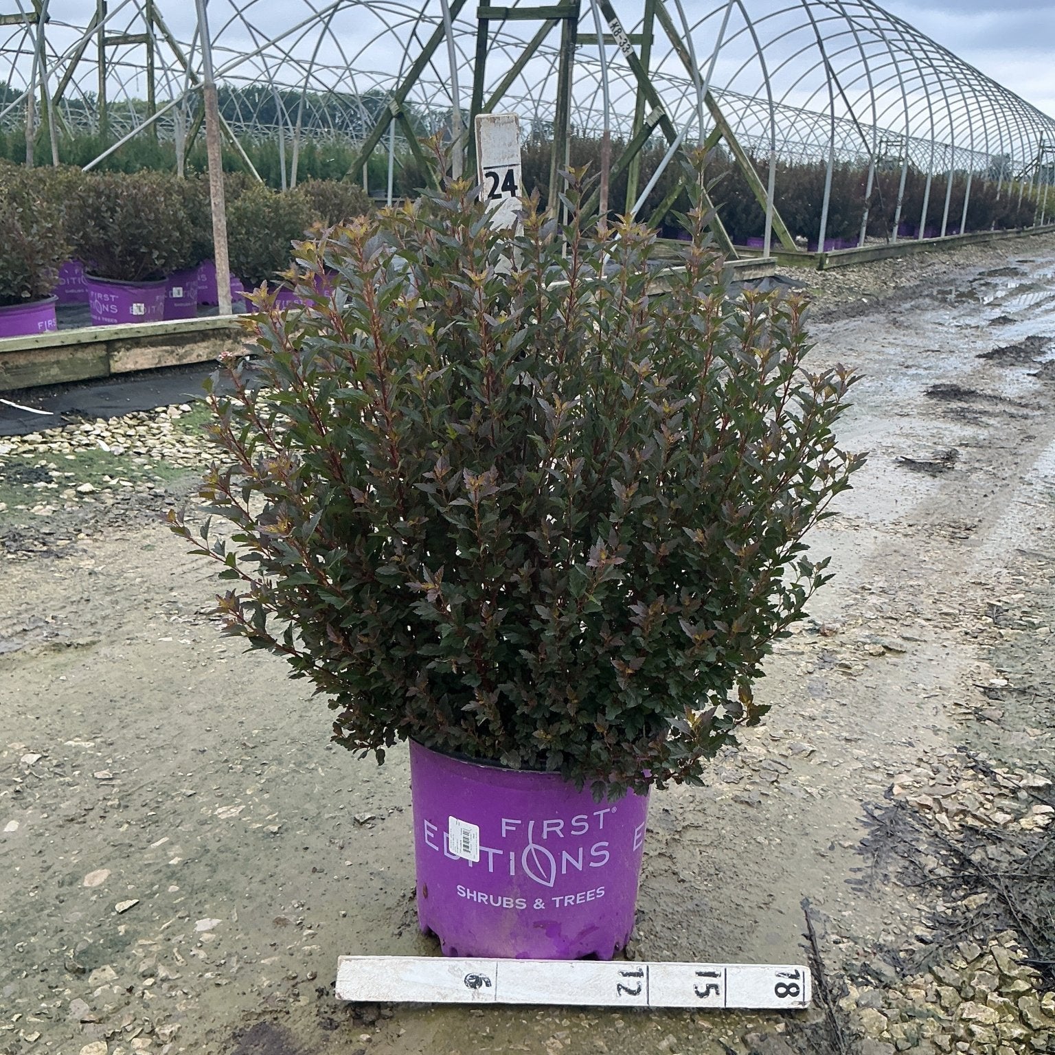 Little Devil Ninebark shrub in a purple #3 container showing dense dark burgundy foliage at a nursery grow yard.
