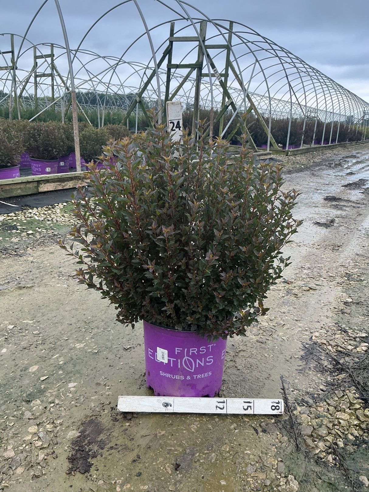 Little Devil Ninebark shrub in a purple #3 container showing dense dark burgundy foliage at a nursery grow yard.