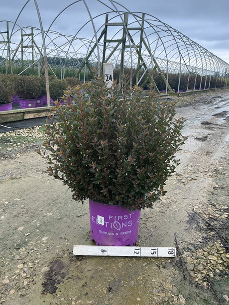 Little Devil Ninebark shrub in a purple #3 container showing dense dark burgundy foliage at a nursery grow yard.