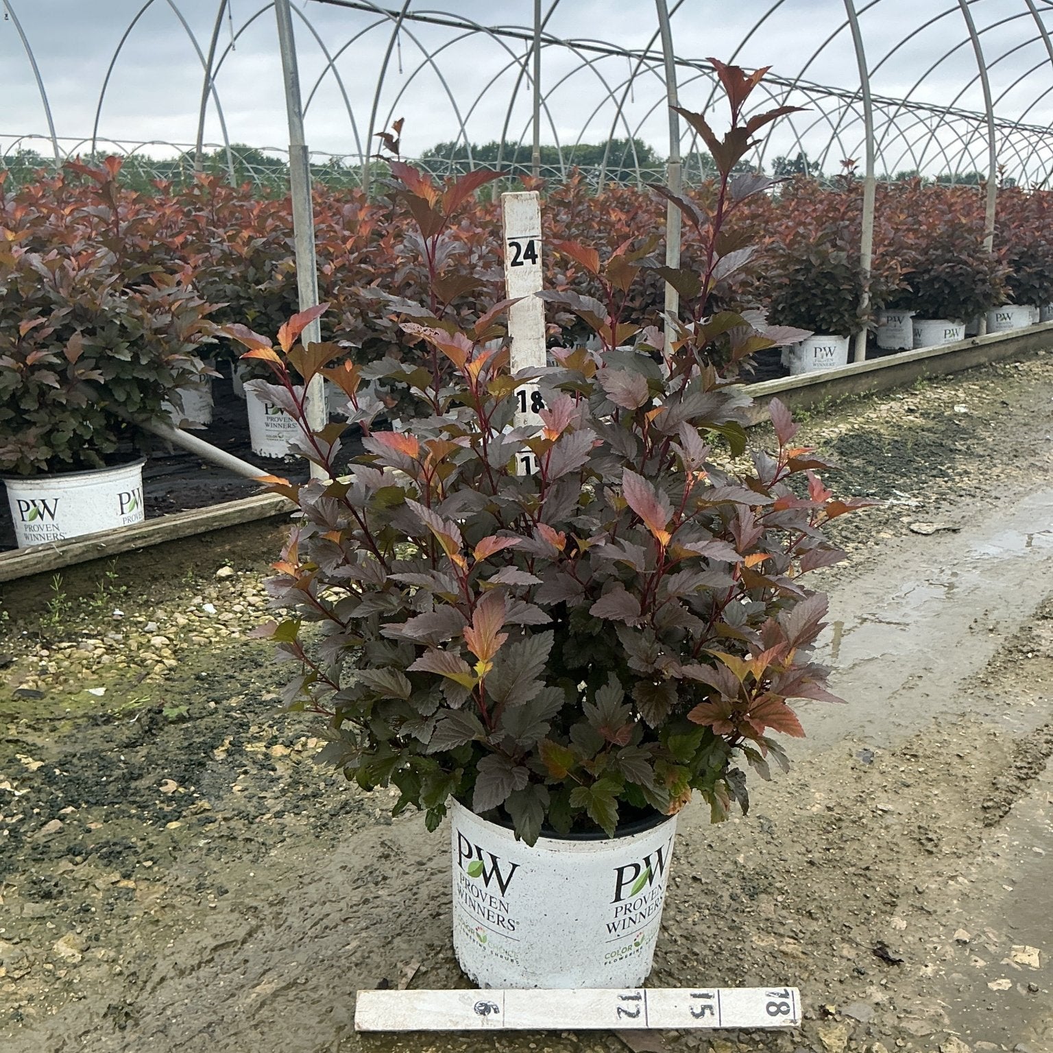 Ginger Wine Ninebark shrub with deep burgundy foliage growing in a Proven Winners container at a nursery greenhouse.