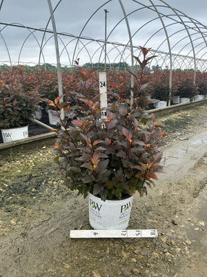 Ginger Wine Ninebark shrub with deep burgundy foliage growing in a Proven Winners container at a nursery greenhouse.