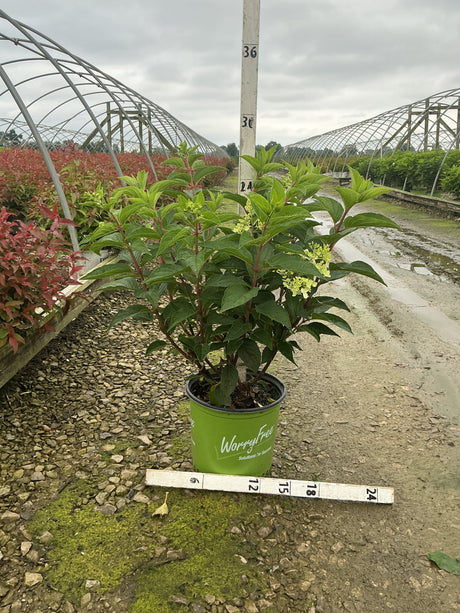 Ruby Snow Panicle Hydrangea in a #3 WorryFree container showing lush green foliage and emerging panicle buds at a nursery.