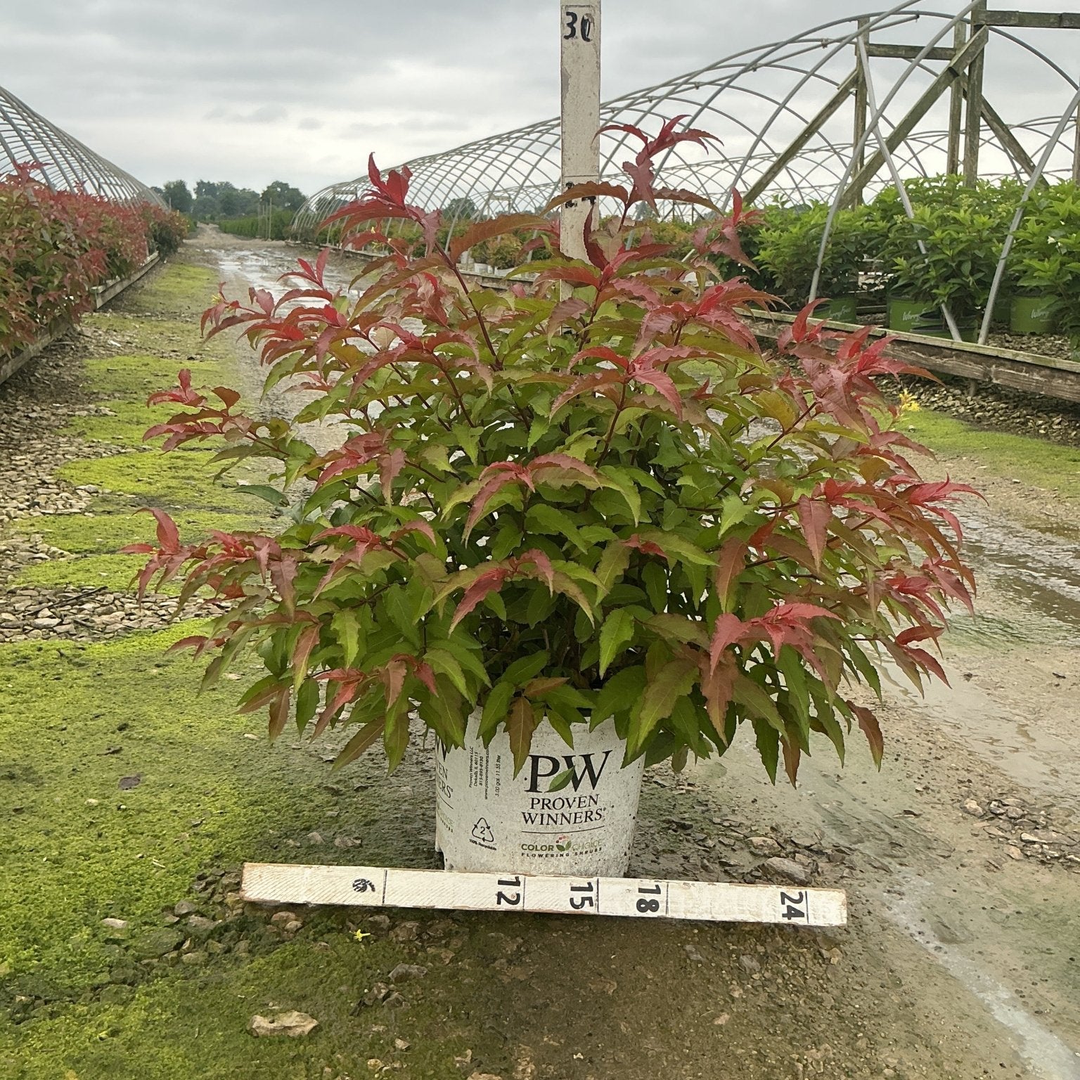 Kodiak Red Bush Honeysuckle in a #3 Proven Winners container showing red-tipped green foliage at a nursery.