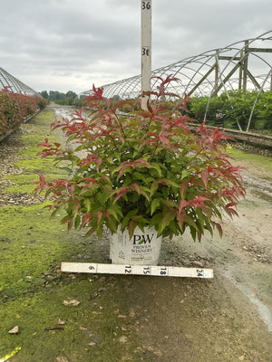 Kodiak Red Bush Honeysuckle in a #3 Proven Winners container showing red-tipped green foliage at a nursery.