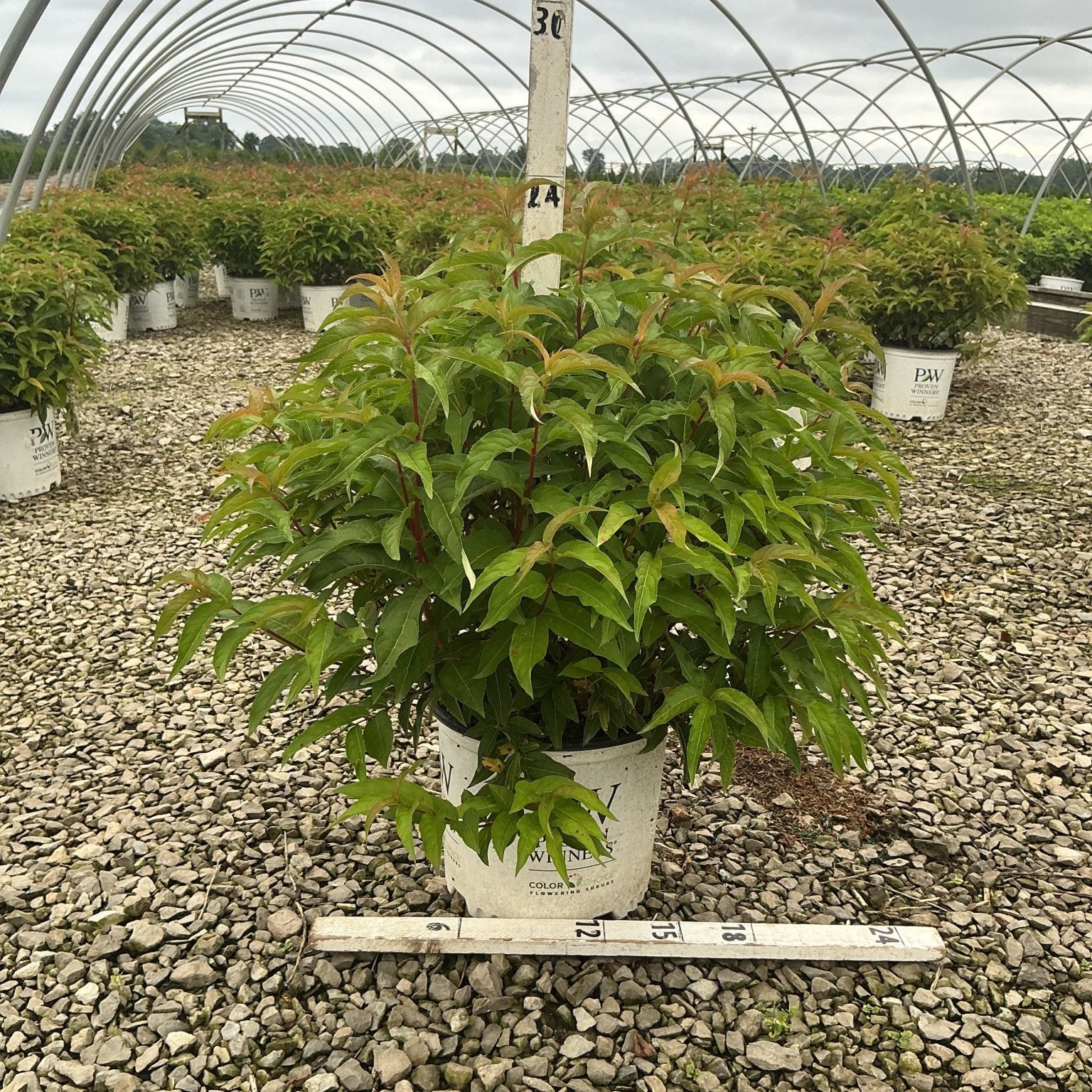 Kodiak Orange Bush Honeysuckle shrub in a #3 container showing lush green foliage at a nursery greenhouse.