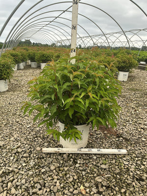 Kodiak Orange Bush Honeysuckle shrub in a #3 container showing lush green foliage at a nursery greenhouse.