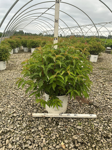 Kodiak Orange Bush Honeysuckle shrub in a #3 container showing lush green foliage at a nursery greenhouse.