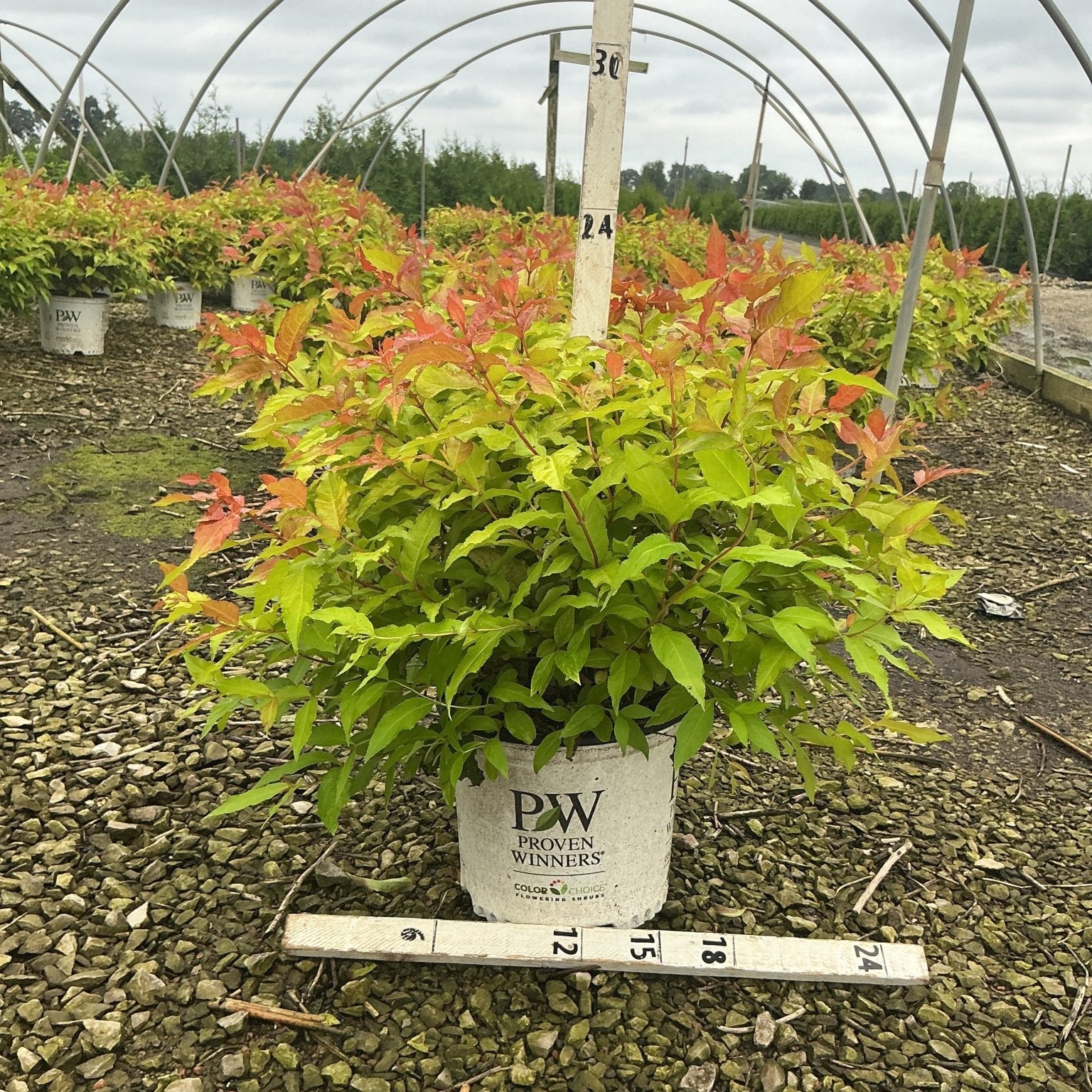 Kodiak Fresh Bush Honeysuckle in a Proven Winners #3 container showing bright green and red-orange foliage at a nursery.