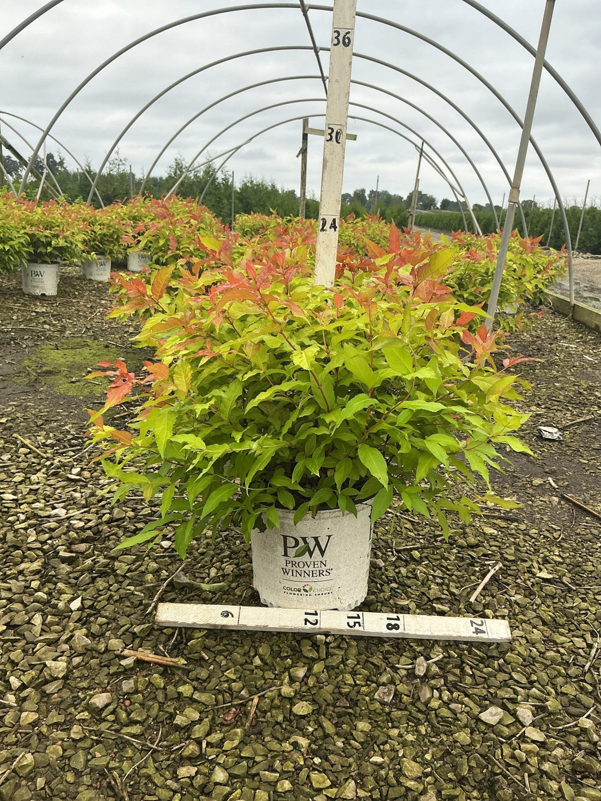 Kodiak Fresh Bush Honeysuckle in a Proven Winners #3 container showing bright green and red-orange foliage at a nursery.
