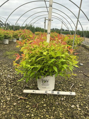 Kodiak Fresh Bush Honeysuckle in a Proven Winners #3 container showing bright green and red-orange foliage at a nursery.