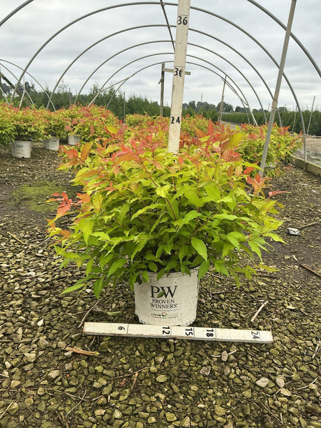 Kodiak Fresh Bush Honeysuckle in a Proven Winners #3 container showing bright green and red-orange foliage at a nursery.