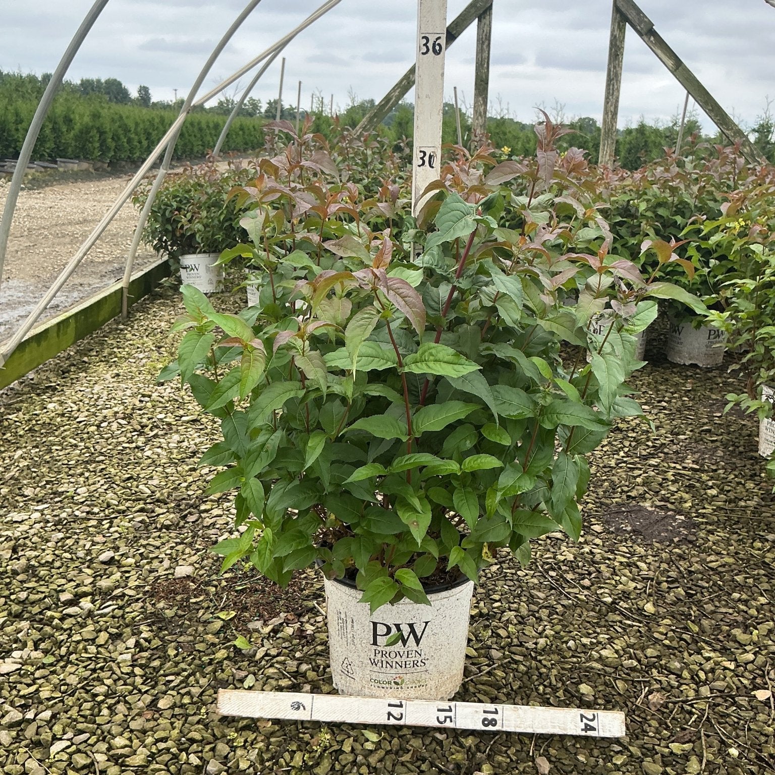Kodiak Black Bush Honeysuckle in a Proven Winners #3 container showing dense green and burgundy foliage at a nursery.