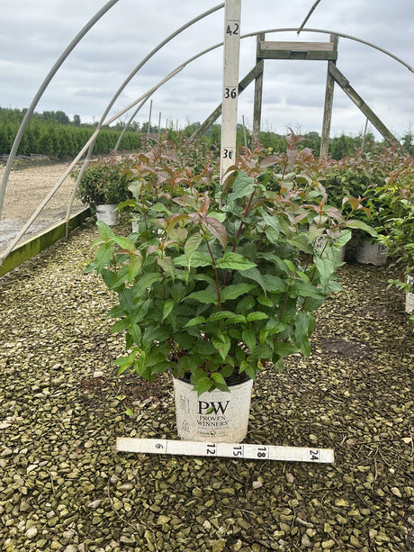 Kodiak Black Bush Honeysuckle in a Proven Winners #3 container showing dense green and burgundy foliage at a nursery.