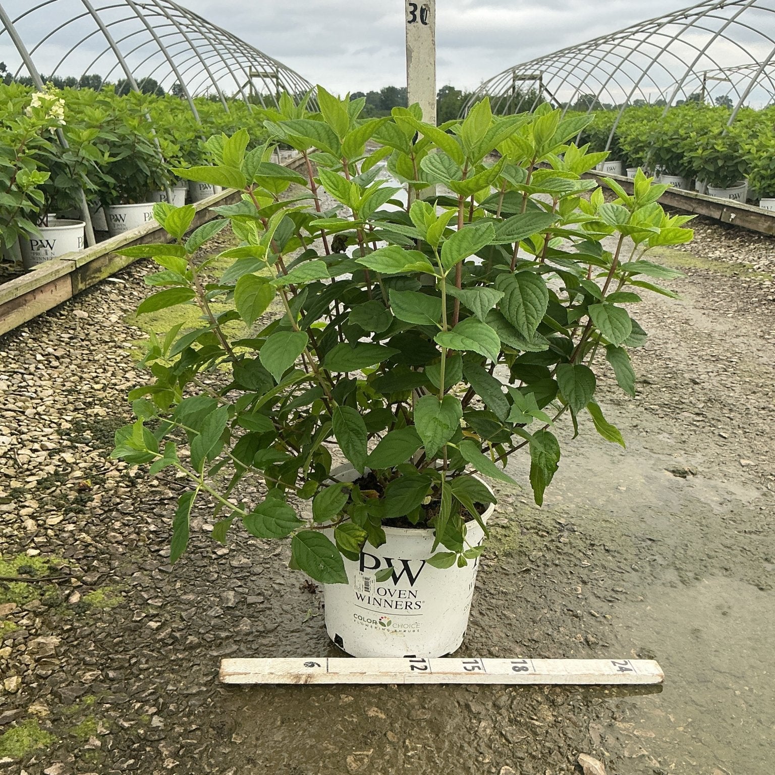 Fire Light Panicle Hydrangea shrub in a #3 Proven Winners container, shown at a nursery with lush green foliage.