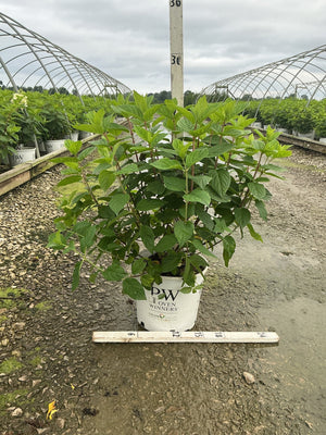 Fire Light Panicle Hydrangea shrub in a #3 Proven Winners container, shown at a nursery with lush green foliage.