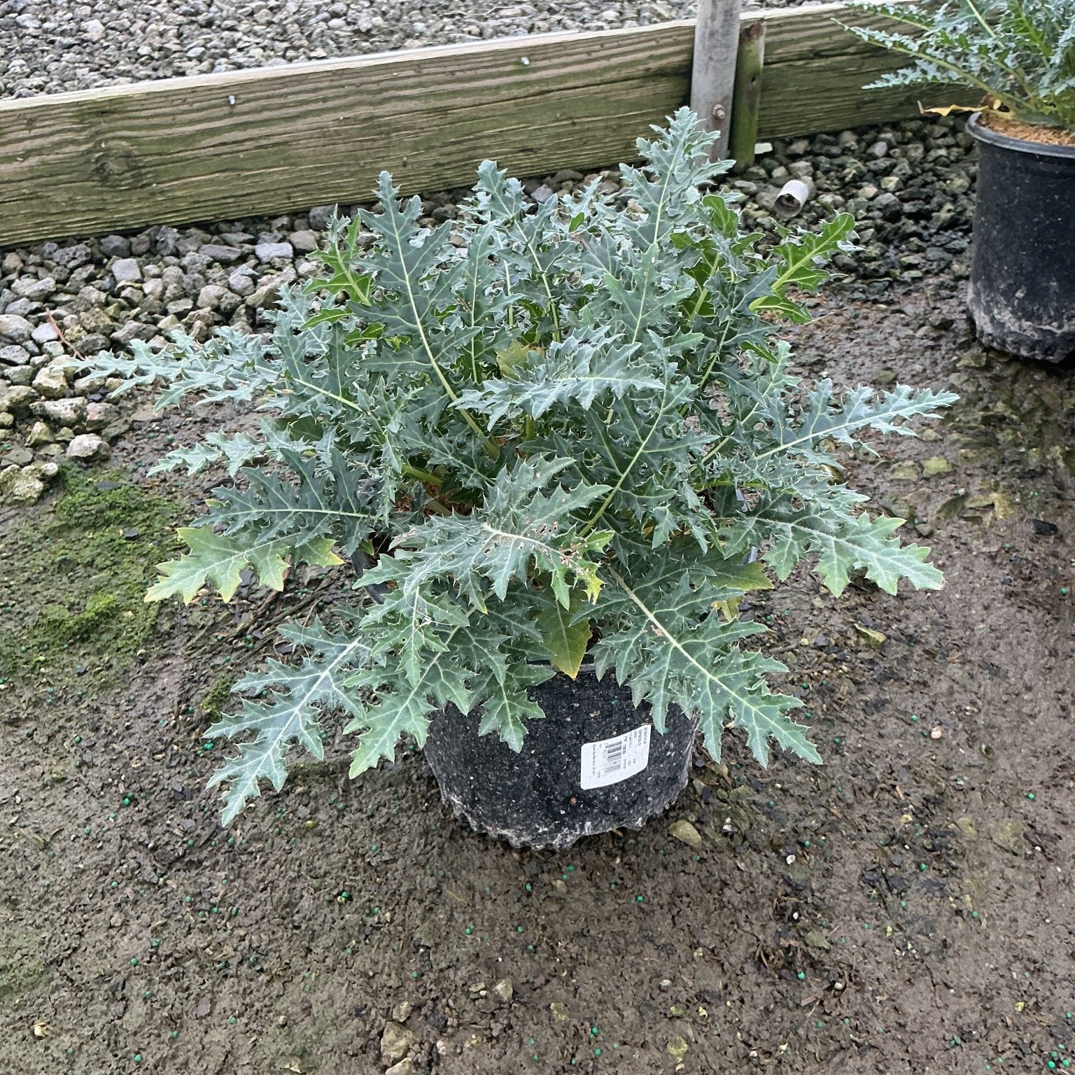 Acanthus spinosus Spiny Bear's Breeches in a nursery container showing deeply lobed silver-green foliage.