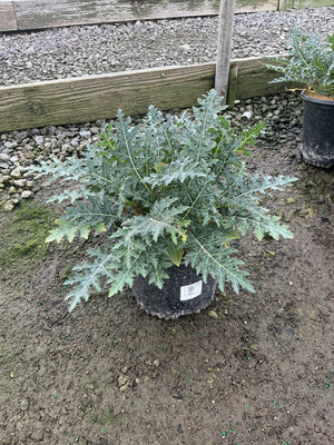Acanthus spinosus Spiny Bear's Breeches in a nursery container showing deeply lobed silver-green foliage.
