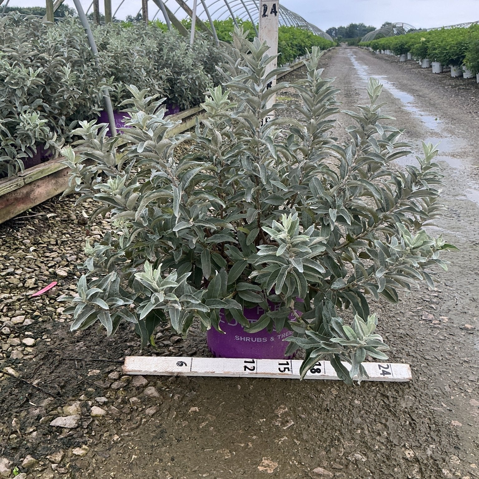 Iceberg Alley Sageleaf Willow shrub in a purple #3 container showing dense silver-green foliage at a nursery.