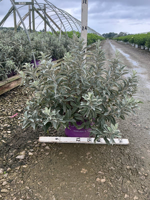 Iceberg Alley Sageleaf Willow shrub in a purple #3 container showing dense silver-green foliage at a nursery.