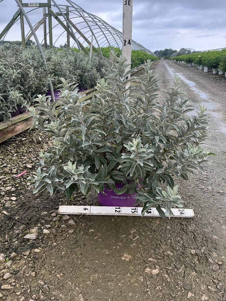 Iceberg Alley Sageleaf Willow shrub in a purple #3 container showing dense silver-green foliage at a nursery.