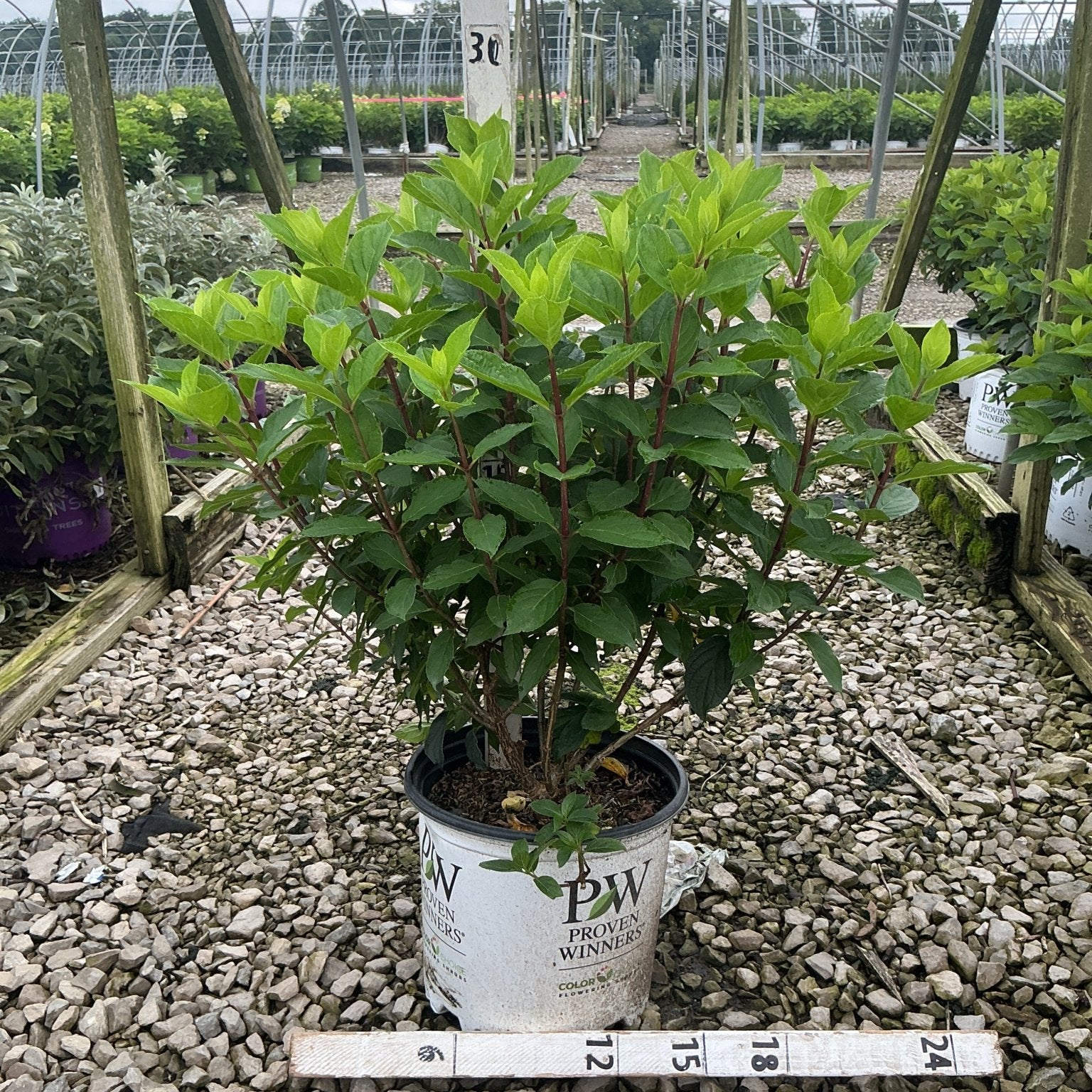 Limelight Prime Panicle Hydrangea shrub in a Proven Winners #3 container showing lush green foliage at a nursery.