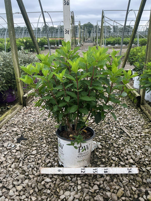 Limelight Prime Panicle Hydrangea shrub in a Proven Winners #3 container showing lush green foliage at a nursery.