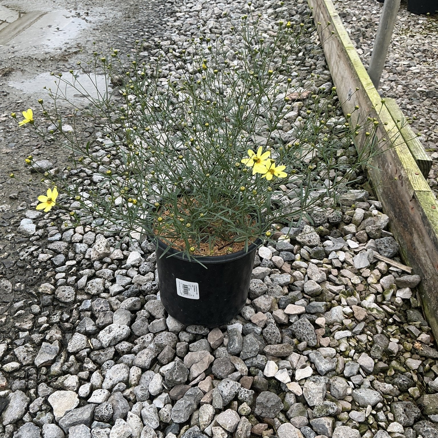 Moonbeam Coreopsis in a #1 black nursery container, showing airy stems and bright yellow blooms on a gravel surface.