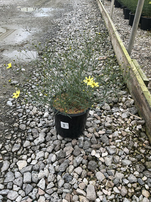 Moonbeam Coreopsis in a #1 black nursery container, showing airy stems and bright yellow blooms on a gravel surface.