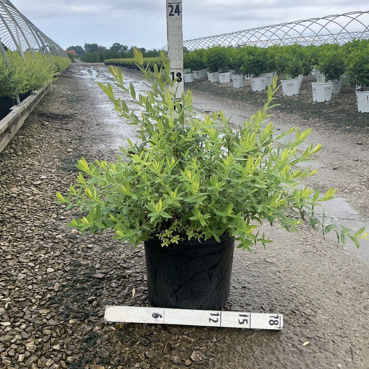 Dappled Willow Salix integra Hakuro Nishiki shrub in a #3 black nursery container with bright green and cream variegated foliage.