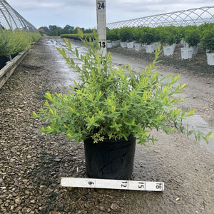 Dappled Willow Salix integra Hakuro Nishiki shrub in a #3 black nursery container with bright green and cream variegated foliage.