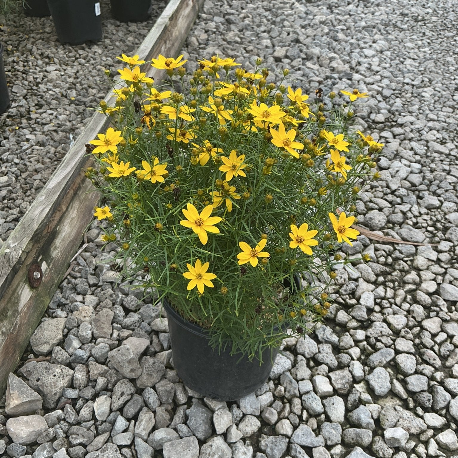 Zagreb Coreopsis in a black nursery container, covered in bright yellow daisy-like blooms with fine green foliage.