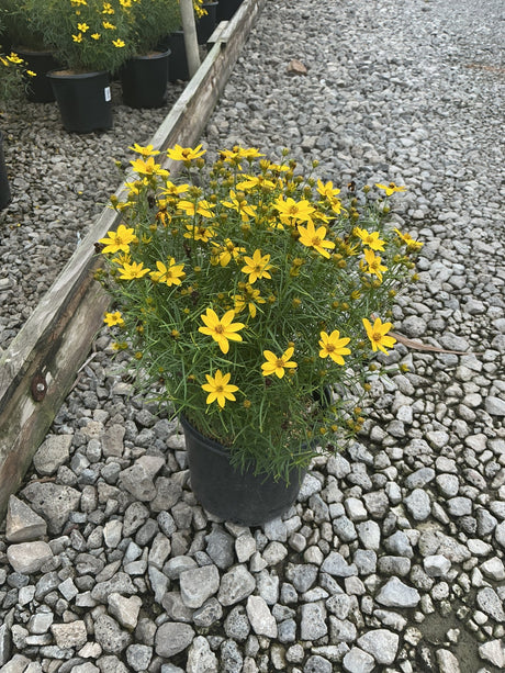 Zagreb Coreopsis in a black nursery container, covered in bright yellow daisy-like blooms with fine green foliage.