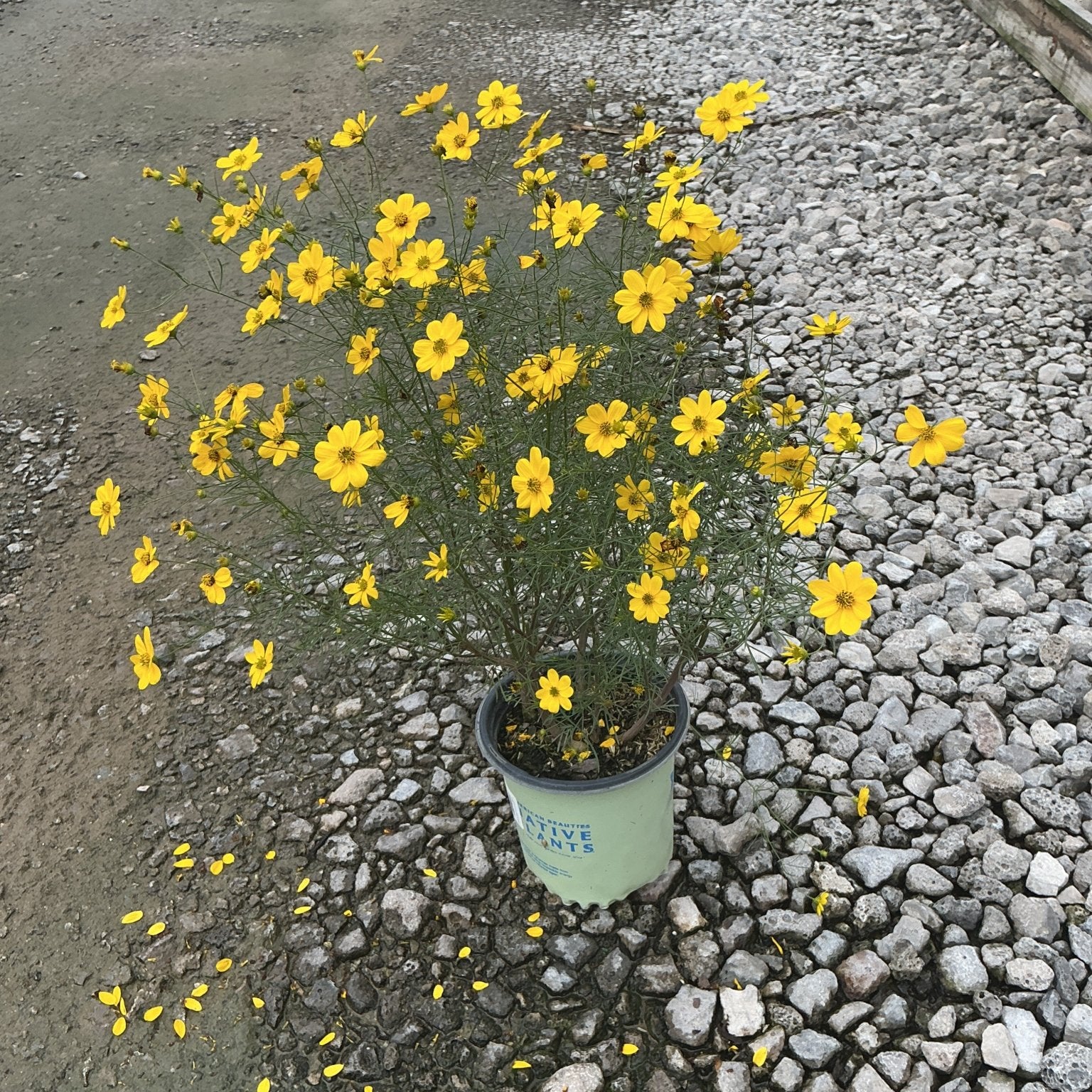 Threadleaf Coreopsis in a #1 container covered in bright yellow daisy-like blooms, set on a gravel nursery surface.