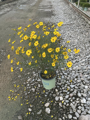Threadleaf Coreopsis in a #1 container covered in bright yellow daisy-like blooms, set on a gravel nursery surface.