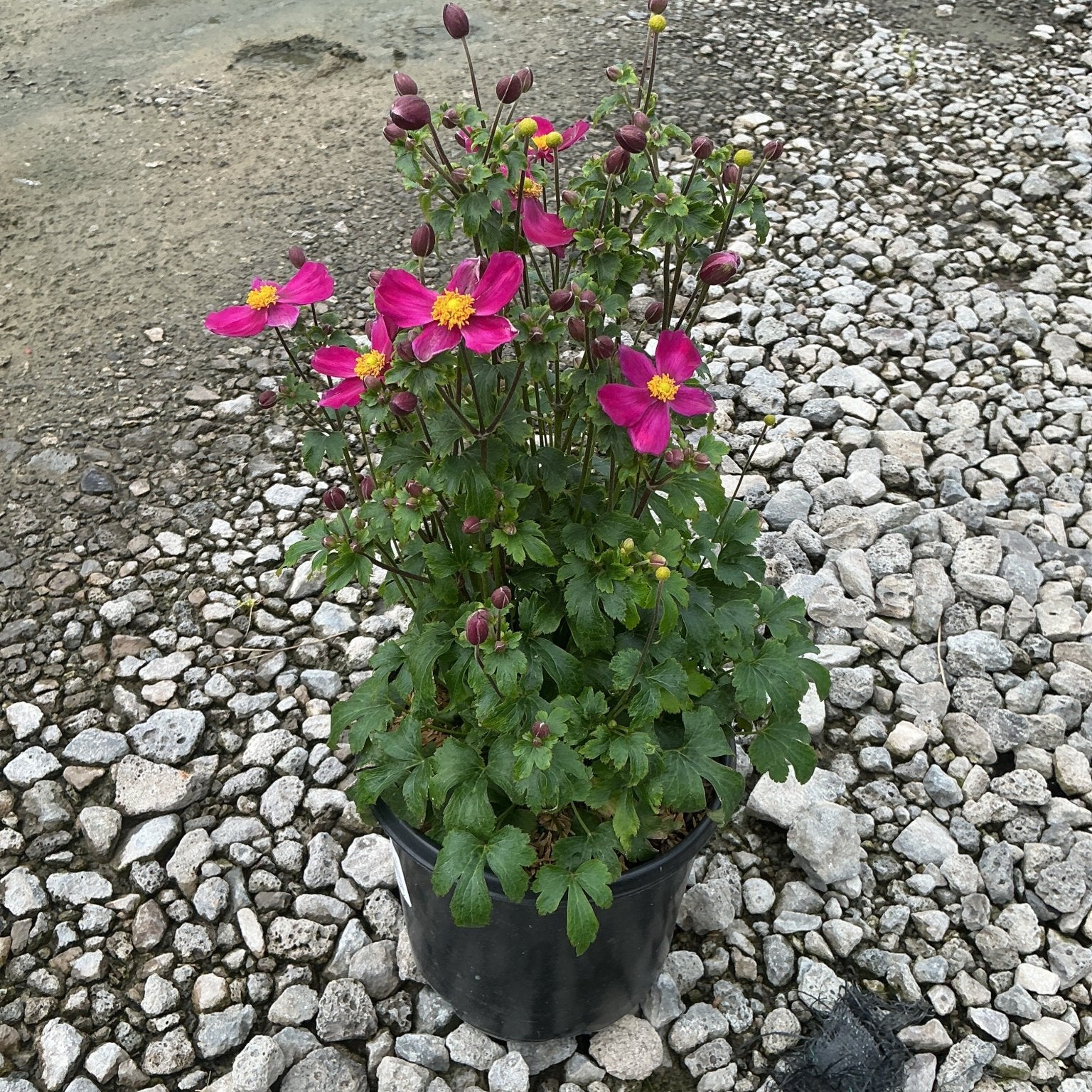 Fantasy Red Riding Hood Japanese Anemone in a black nursery container, showing bright magenta blooms with yellow centers and dark buds.