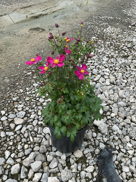 Fantasy Red Riding Hood Japanese Anemone in a black nursery container, showing bright magenta blooms with yellow centers and dark buds.