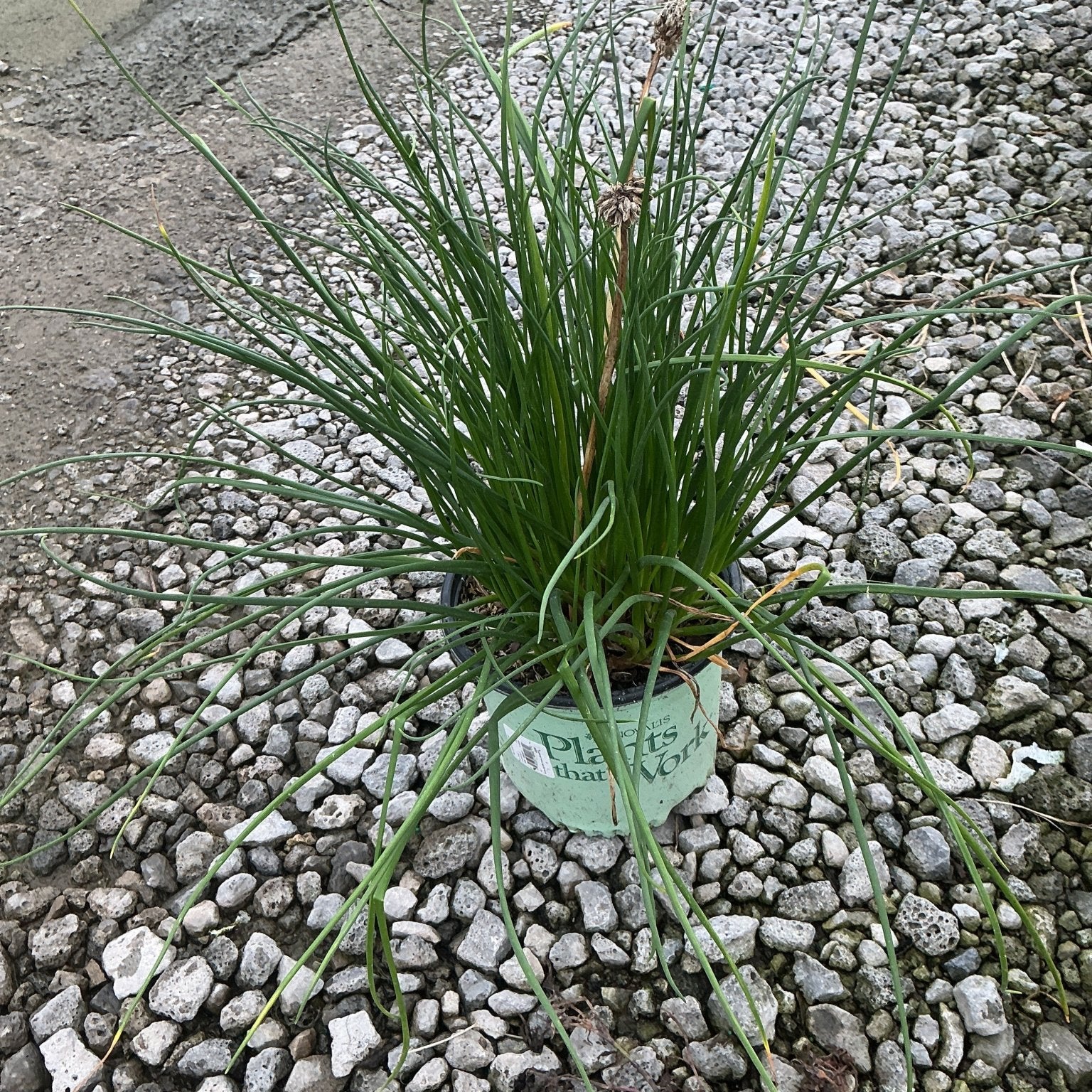 Chivette Chives in a nursery container showing dense clumps of slender green foliage resting on gravel.