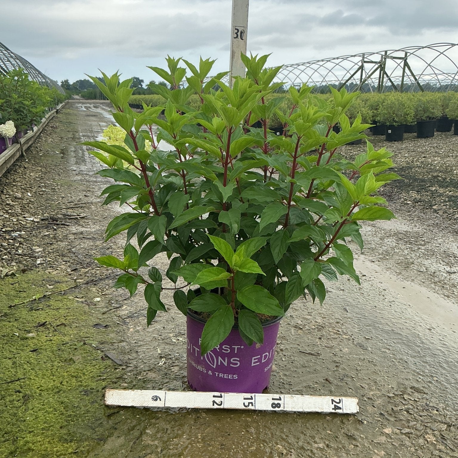 Vanilla Strawberry Panicle Hydrangea shrub in a #3 container showing lush green foliage and red stems at a nursery.