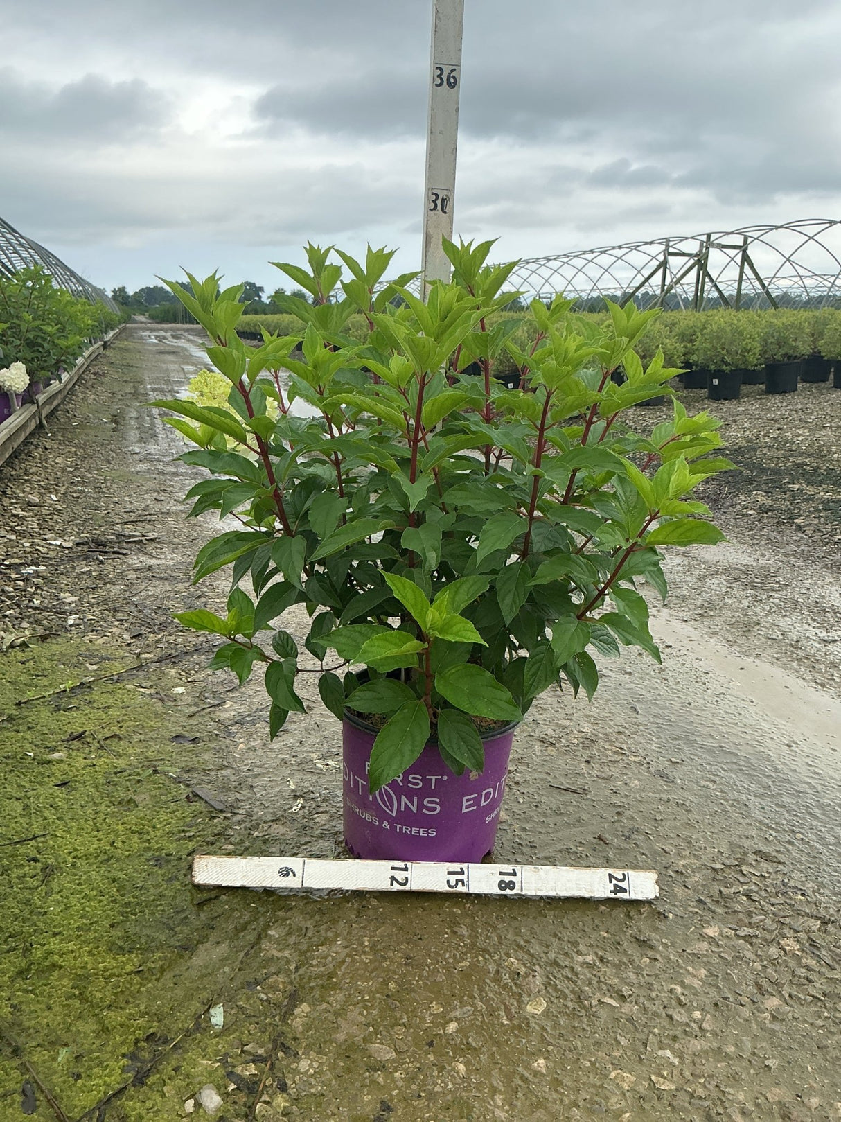 Vanilla Strawberry Panicle Hydrangea shrub in a #3 container showing lush green foliage and red stems at a nursery.