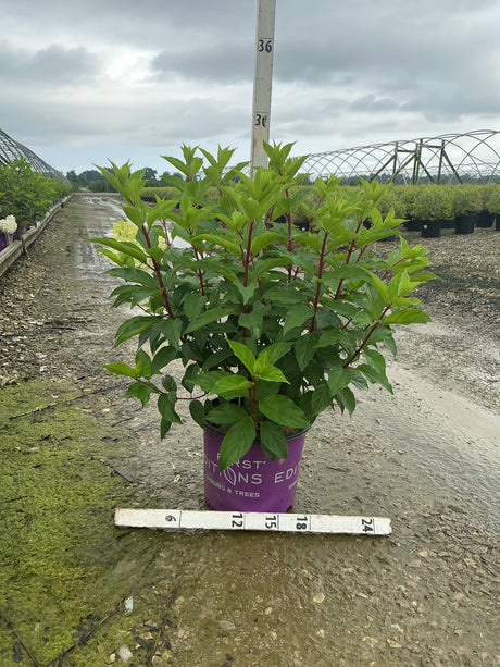 Vanilla Strawberry Panicle Hydrangea shrub in a #3 container showing lush green foliage and red stems at a nursery.