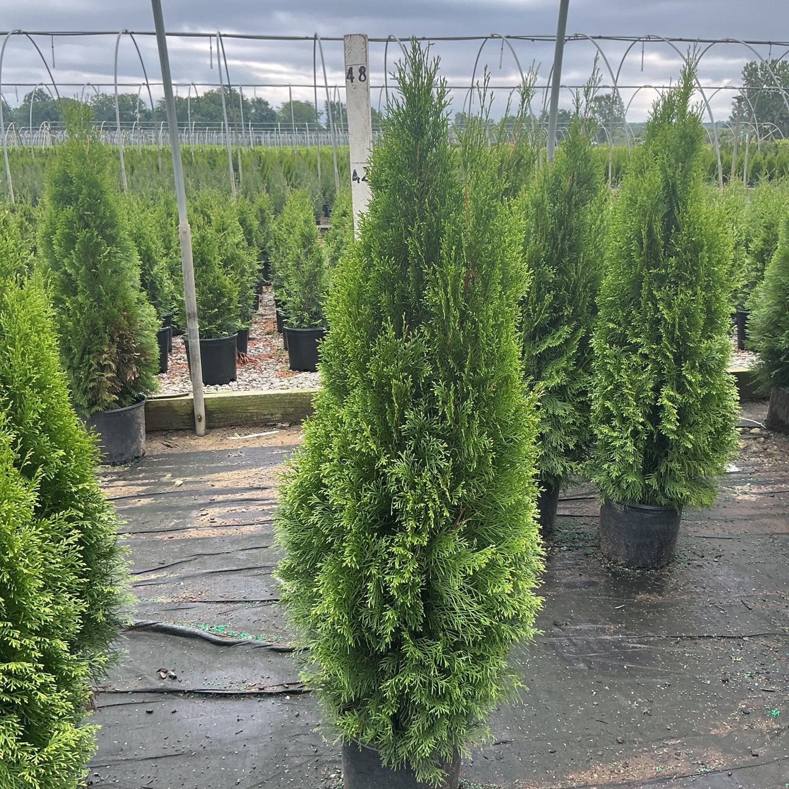 Emerald Green Arborvitae trees in black nursery containers at a growing facility, showing their dense columnar habit.