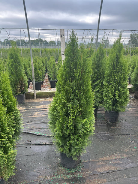 Emerald Green Arborvitae trees in black nursery containers at a growing facility, showing their dense columnar habit.
