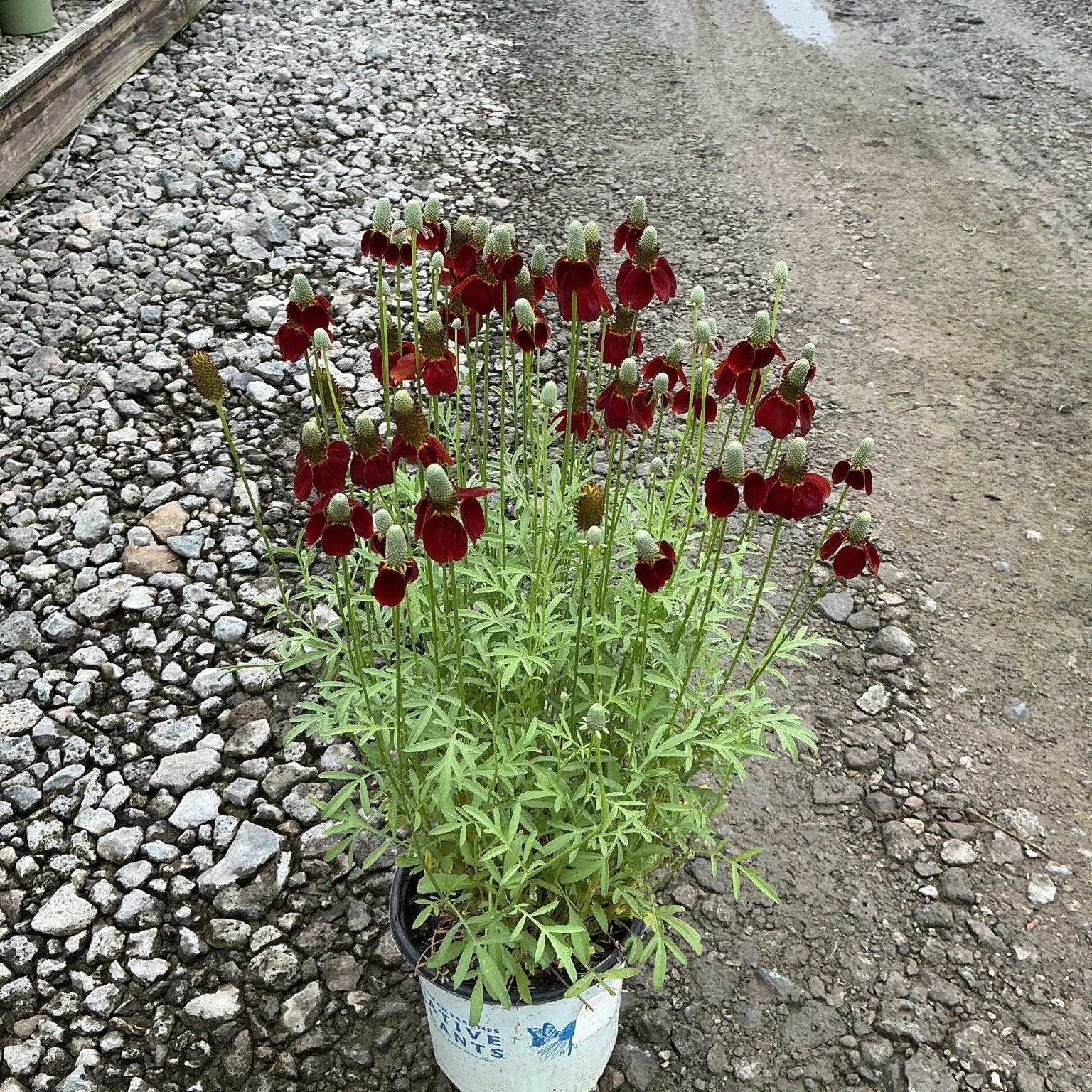 Red Midget Ratibida in a #1 container displaying dozens of deep red drooping petals around tall columnar green cones.