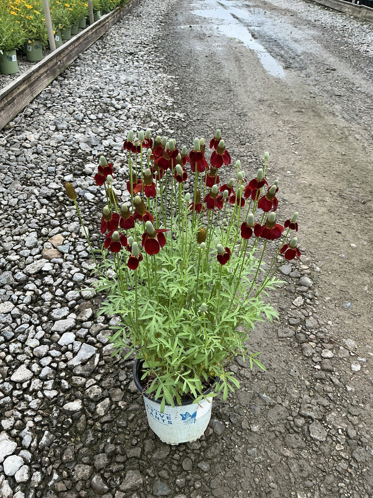 Red Midget Ratibida in a #1 container displaying dozens of deep red drooping petals around tall columnar green cones.