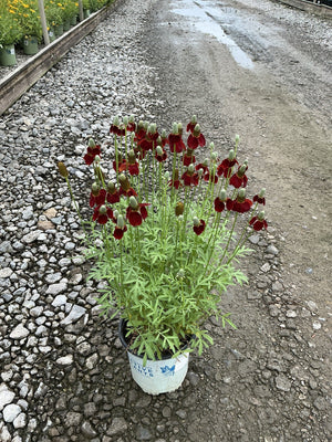 Red Midget Ratibida in a #1 container displaying dozens of deep red drooping petals around tall columnar green cones.