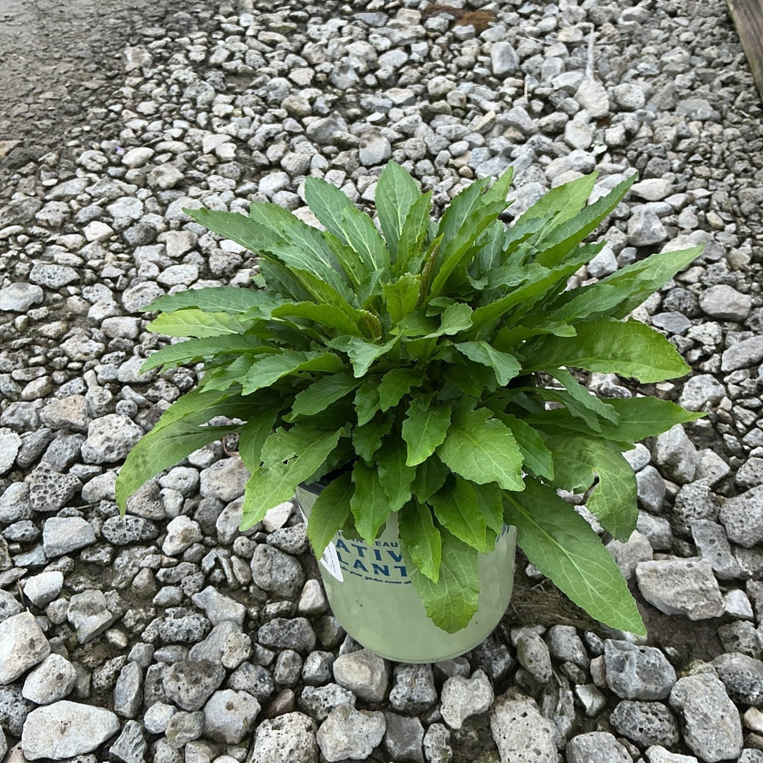 Cardinal Flower plant in a #1 nursery container displaying a lush rosette of dark green foliage on a gravel surface.