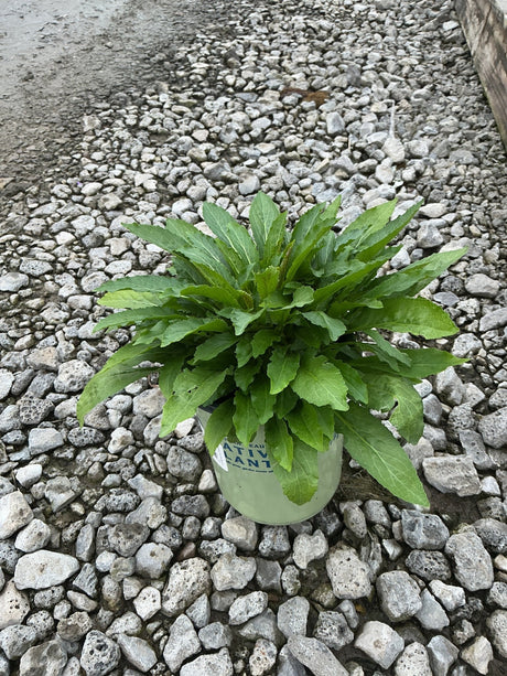 Cardinal Flower plant in a #1 nursery container displaying a lush rosette of dark green foliage on a gravel surface.